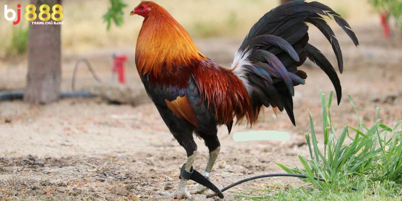 Bật Mí Bí Quyết Soi Kèo Đá Gà Cựa Dao Luôn Thắng