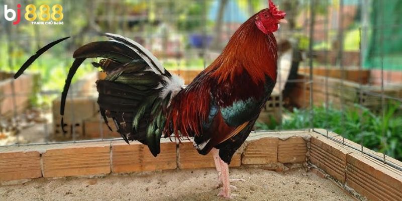 Giới Thiệu Đá Gà Cựa Sắt
