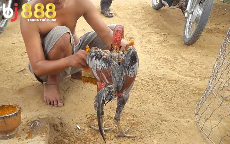 Cách Làm Cho Gà Chọi Máu Chiến Cách Làm Cho Gà Chọi Máu Chiến