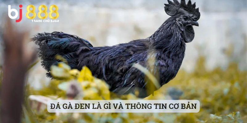 Đá Gà Đen Là Gì Và Thông Tin Cơ Bản