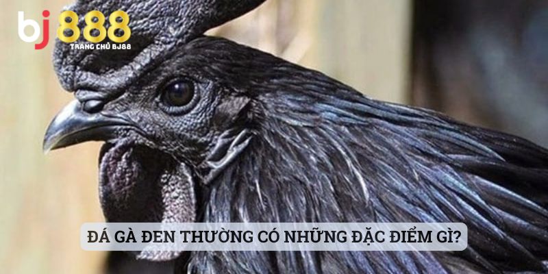Đá Gà Đen Thường Có Những Đặc Điểm Gì?