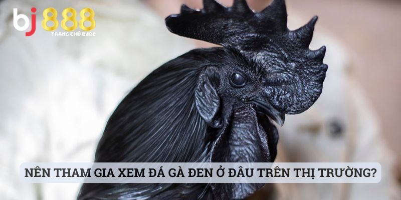 Nên Tham Gia Xem Đá Gà Đen Ở Đâu Trên Thị Trường Hiện Nay?