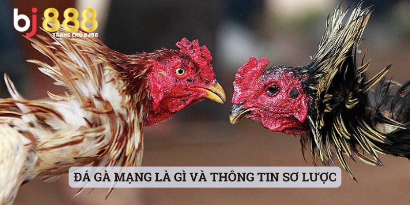 Đá Gà Mạng Là Gì Và Thông Tin Sơ Lược