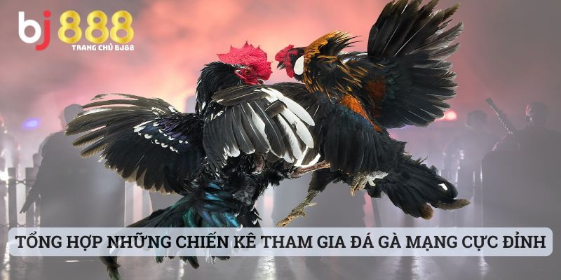 Tổng Hợp Những Chiến Kê Tham Gia Đá Gà Mạng Cực Đỉnh Tại Bj888