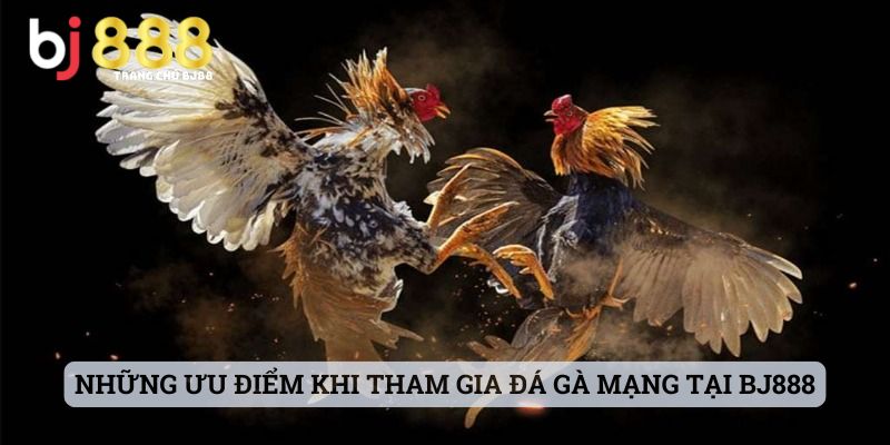 Những Ưu Điểm Khi Tham Gia Đá Gà Mạng Tại Bj888