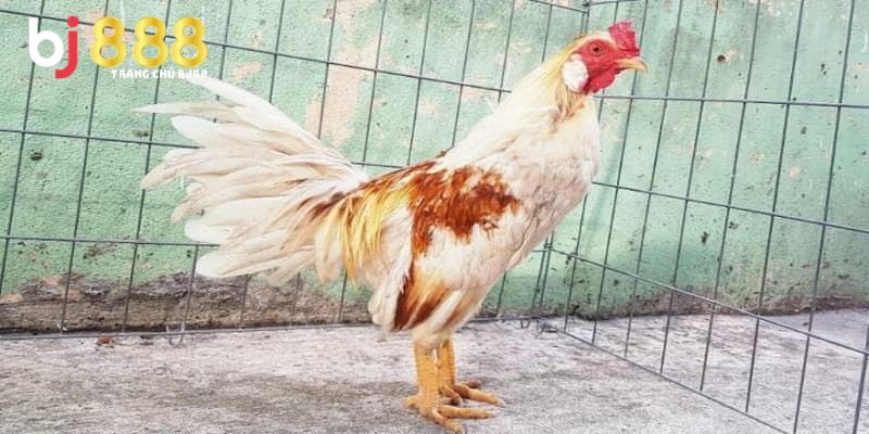 Lưu Ý Quan Trọng Khi Chọn Ngày Đá Gà Bướm