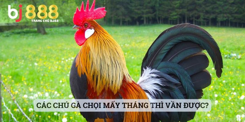 Các Chú Gà Chọi Mấy Tháng Thì Vần Được?