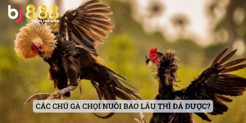 Các Chú Gà Chọi Nuôi Bao Lâu Thì Đá Được?