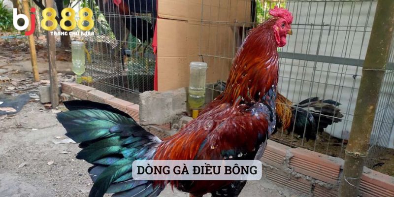 Dòng Gà Điều Bông