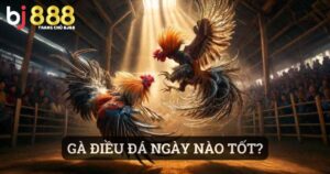 Gà Điều Đá Ngày Nào Tốt