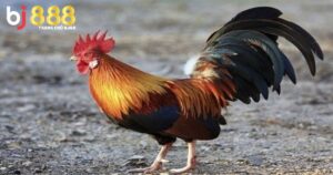Gà Xám Đá Ngày Nào Tốt