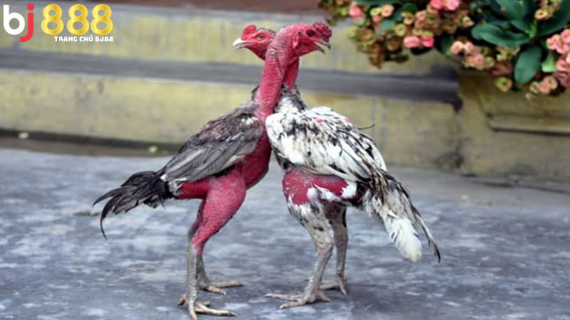 Vần Hơi Thuật Ngữ Trong Đá Gà 