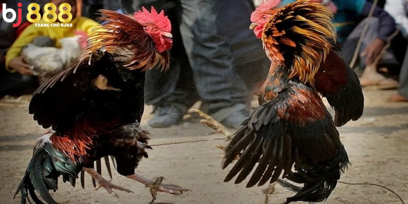 Những Ký Hiệu Khi Gà Chọi Thi Đấu